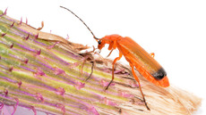 Roter Weichkäfer_2.jpg